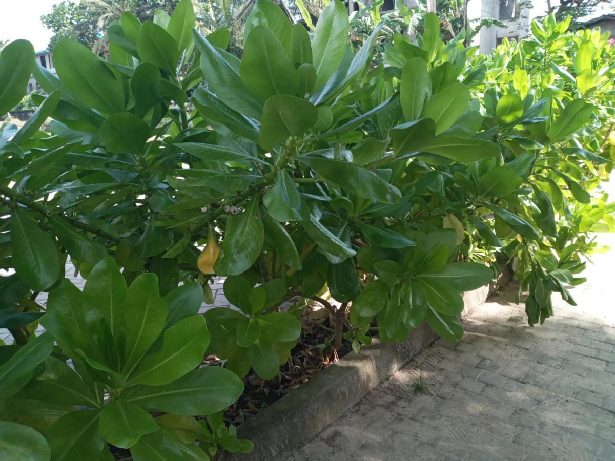 Tharul Home Bentota Dış mekan fotoğraf